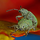 Imagen para el artículo titulado Las fotos ganadoras del concurso de microfotografía Nikon Small World te harán dudar de la realidad